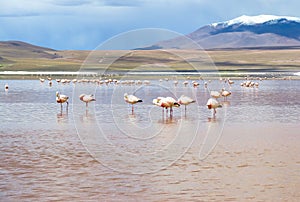 Flamingo in Red Lagoon in Bolivia