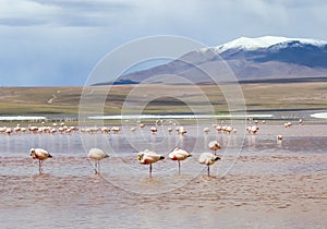 Flamingo in Red Lagoon in Bolivia