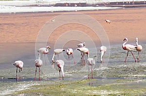 Flamingo in Red Lagoon in Bolivia