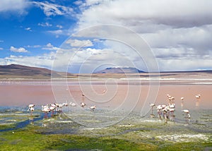 Flamingo in Red Lagoon in Bolivia