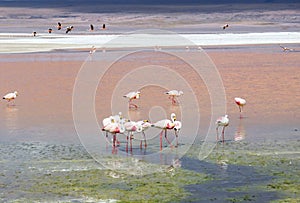 Flamingo in Red Lagoon in Bolivia