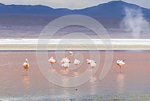 Flamingo in Red Lagoon in Bolivia