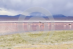 Flamingo in Red Lagoon in Bolivia