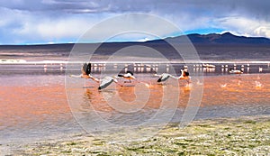 Flamingo in Red Lagoon in Bolivia