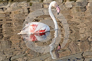 Flamingo reflection