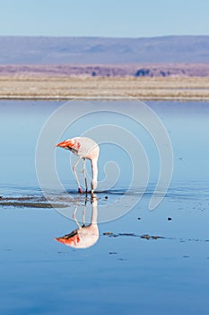 A flamingo and reflection in Los Flamencos National Reserve