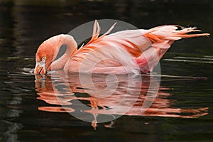 Flamingo Reflections