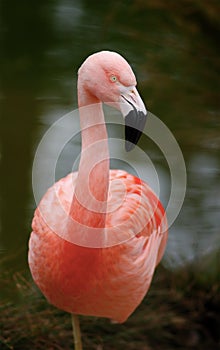 Flamingo resting on one leg