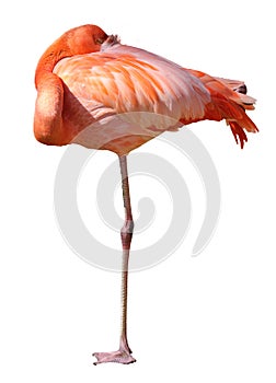 Flamingo, resting with one leg up