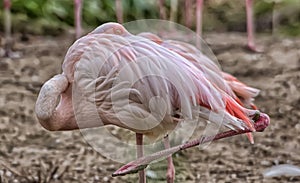 Flamingo, resting with one leg up