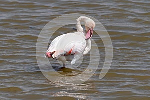 Flamingo ruffles its feathers while wading in water - Amboseli National Park Kenya Africa