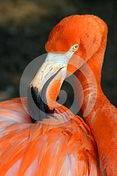 Flamingo Ruffling His Feathers