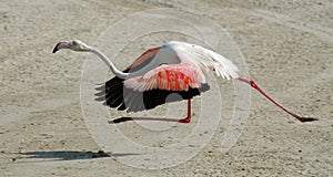 Flamingo running photo