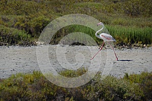 Flamingo running on a beach