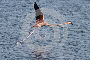 Flamingo Running on Water