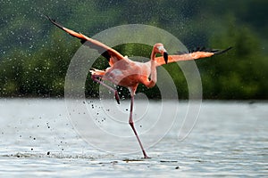 The flamingo runs on water with splashes