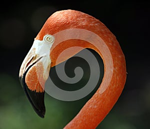 Flamingo's graceful profile