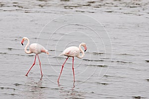 Flamingo's moving away