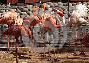 Flamingo's pond in zoo park, Moscow, Russia