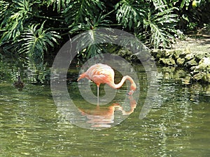 Flamingo's Reflection