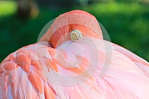 A Flamingo's Watchful Eye