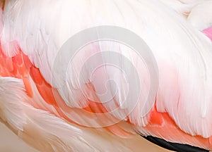 Flamingo's wing