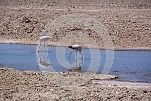 Flamingo at Salar de Atacama salty fields, desert Atacama, Chile