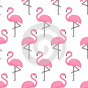 Flamingo seamless pattern on white background.