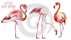 Flamingo set