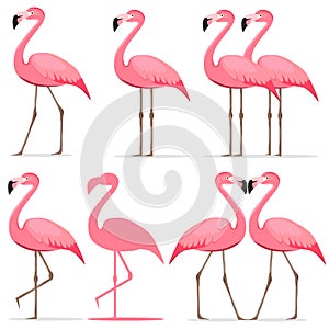 Flamingo, a set of pink flamingos photo