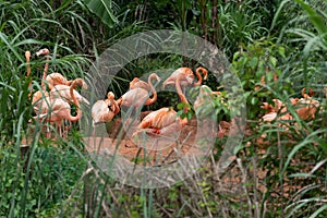 Flamingo at the side of the pond-Phoenicopteridae