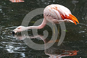 Flamingo Sieving Water for Food