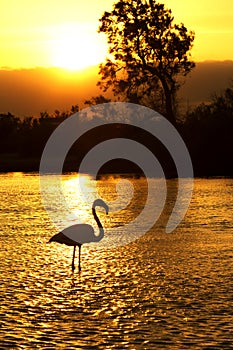 Flamingo Silhouette