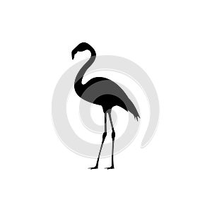 Flamingo silhouette isolated on white