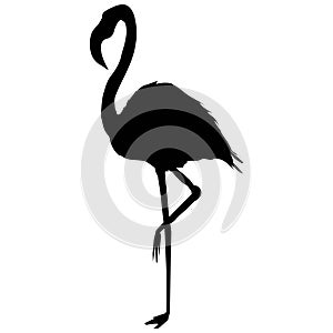 Flamingo silhouette, vector, illustration