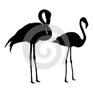 Flamingo silhouettes set isolated on white background photo