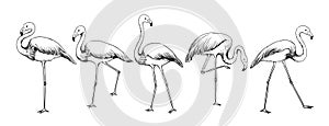 Flamingo sketch. Exotic tropical bird in various poses. Feathered animals flock with long tail and wings. Isolated engraving