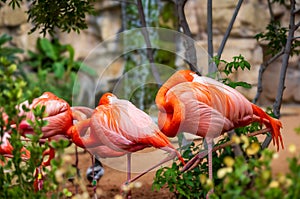 Flamingo Sleeping