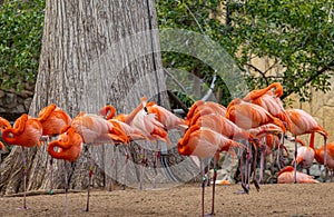 Flamingo Sleeping