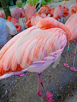Flamingo sleeping with a tucked head in feathers