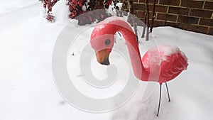 Flamingo in the Snow