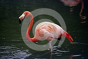 Flamingo Standing In A Pond