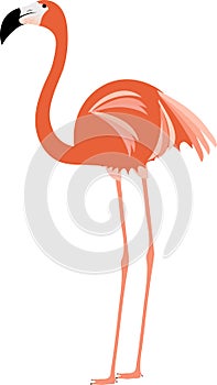 Flamingo Standing Side View Illustration