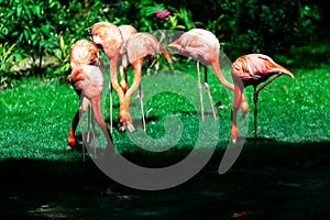 Flamingo standing together on the grass