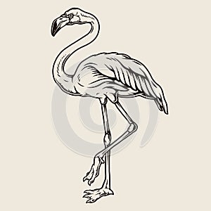 Flamingo stands on one leg