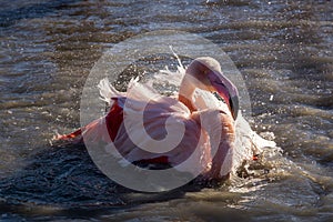 Flamingo taking a bath at sunset in the Camargue , France