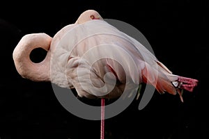 A flamingo taking a peek