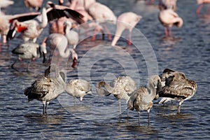 Flamingo teenagers, Lake Nakuru, Kenya
