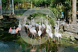 Flamingo at Thao Cam Vien Sai Gon, Viet Nam