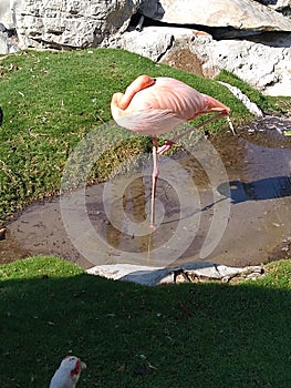 Flamingo tomando sol photo
